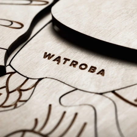 anatomia-zubra-sounds-wood
