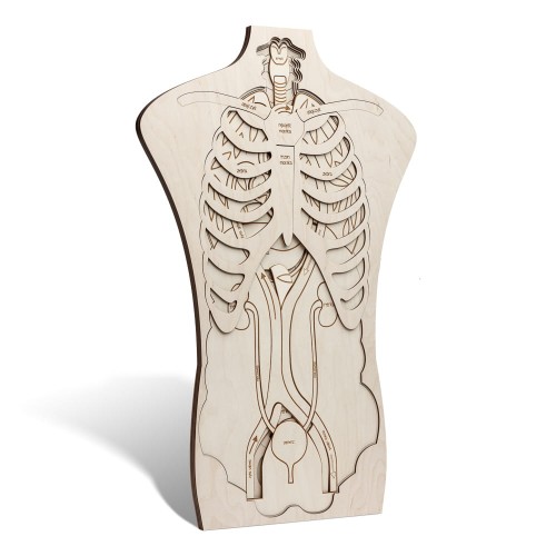Przejdź do produktu „Człowiek. Co za wnętrze!” Ludzkie ciało Model anatomiczny do nauki biologii Sounds Wood